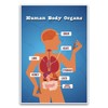 The Human Body And Organs Diagram Poster - Educational School