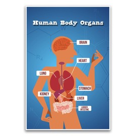 The Human Body And Organs Diagram Poster - Educational School Poster For Elementary Middle Classroom - 12 x 18 Inch Unframed Poster - Premium Poster On 100lb Gloss Paper - Printed In The USA FHJP1084