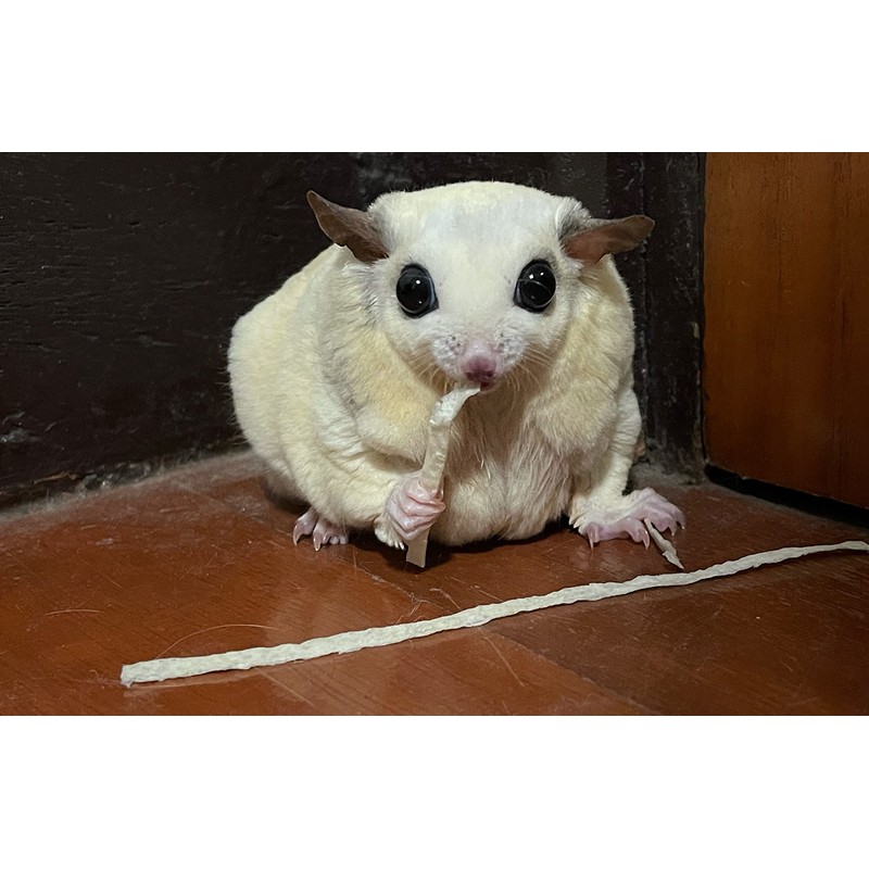 PETIVORE Premium Fish Stick for Sugar Glider and Small Exotic