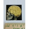 Warbaits Wairbaits Fishing Bait Sticker Brain Skull 2in