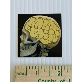 Warbaits Wairbaits Fishing Bait Sticker Brain Skull 2in