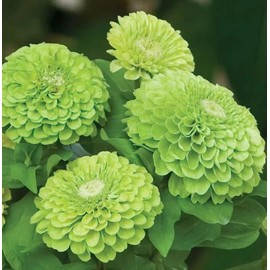 California Giant Zinnia Flower Seeds Home Garden Flower Non-GMO Fresh Annual 150pcs Mix Colors