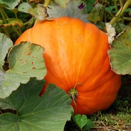 The Green Grove Garden 25+ Big Max Pumpkin Seeds - GIANT - PRIZE WINNING - NON GMO - FRESH --- HEIRLOOM