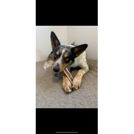 Wildcreekantlers 3 Pack X-LARGE SPLIT ELK ANTLER Premium Dog Chews 7-9”