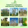 Outsidepride Erianthus Ravennae Plume Grass Seed - 500 Pcs Perennnial
