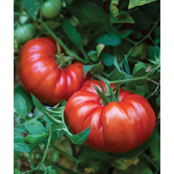 Burpee 'SteakHouse' Hybrid, Large Beefsteak Tomatoes, 25 Non-GMO Seeds