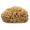 Half Natural Sea Sponge With Flat side for Painting, Artists,