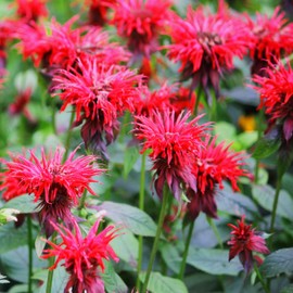 Outsidepride Scarlet Bee Balm Seeds - 250 Pcs Perennial, Easy to Grow & Pollinator Friendly Monarda Didyma Flower Seeds for Planting Mint Scented Leaves & Edible Blooms, Ideal for Teas & Potpourri