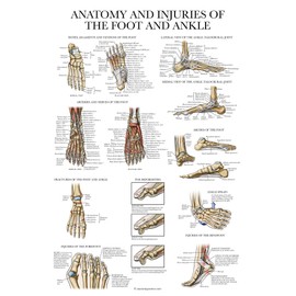 Laminated Anatomy and Injuries of the Foot and Ankle Poster - Anatomical Chart of Foot and Ankle Joint - 18" x 24"