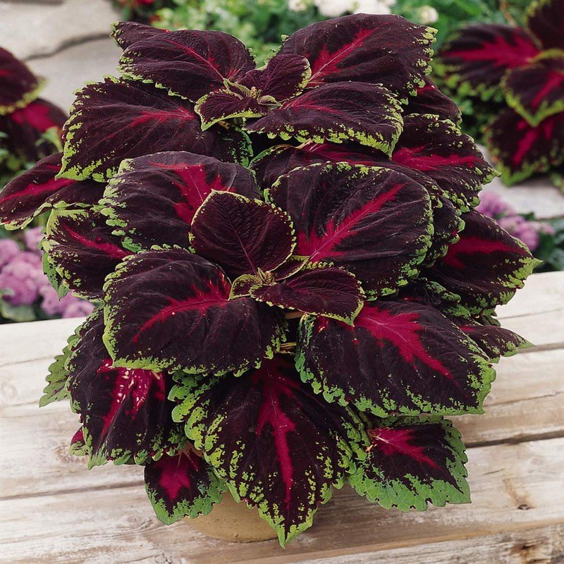 Outsidepride Coleus Kong Red - 20 Seeds