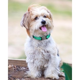 TagME Reflective Nylon Dog Collars, Adjustable Classic Dog Collar with Quick Release Buckle for Small Dogs, Turquoise, 5/8" Width