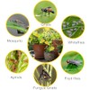 Boromine Fruit Fly Traps - 60 Pack Yellow Sticky Traps