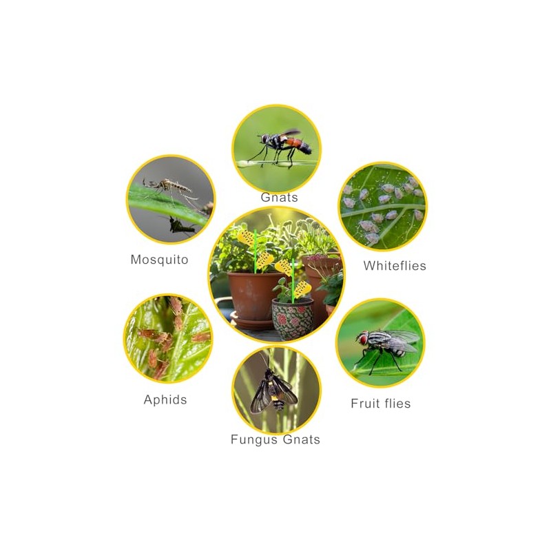 Boromine Fruit Fly Traps - 60 Pack Yellow Sticky Traps