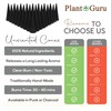 100 Unscented Charcoal Incense Cones 2" TOPFLOW - 100% Natural