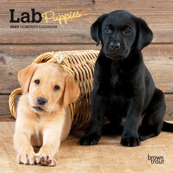 Lab Puppies | 2023 7 x 14 Inch Monthly Mini