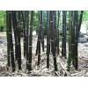 CZ GRAIN 150 Rare Black Bamboo Seeds to Grow Black