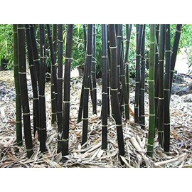 CZ GRAIN 150 Rare Black Bamboo Seeds to Grow Black Bamboo