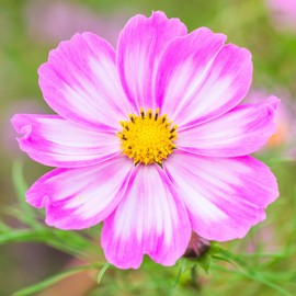 Cosmos Seeds - Candystripe - Packet - White/Pink Flower Seeds, Open Pollinated Seed Attracts Bees, Attracts Butterflies, Attracts Hummingbirds, Attracts Pollinators, Easy to Grow & Maintain