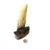 Tyrannosaurus Rex Large Tooth Replica – 6.5" Fossil Cast with