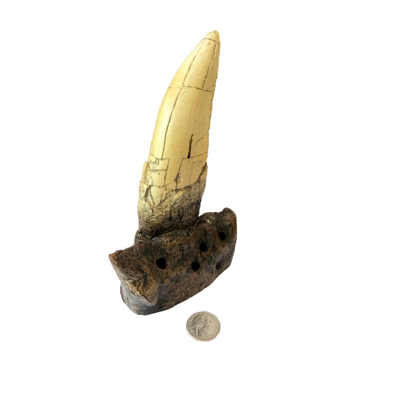 Tyrannosaurus Rex Large Tooth Replica – 6.5" Fossil Cast with