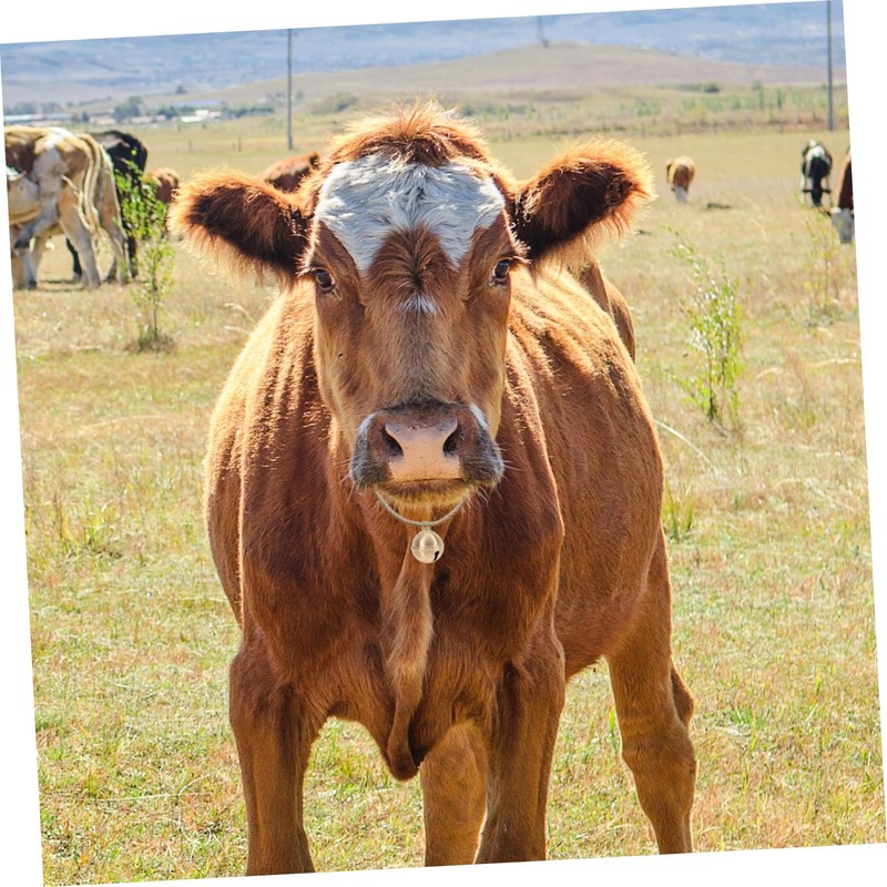 Kisangel Elegant Bell Brass Bells for Pet Collar Dog Cattle