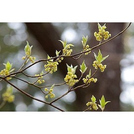 Naturally Cultivated (pesticides and chemical fertilizers free) Kuromoji Tea 1.1 oz (30 g) [Made in Japan 100% Azumino] Caffeinated Handmade Fragrant