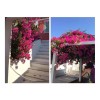 Liven Home & Decor Bugambilia Artificial Flor Rama Decoración Vara