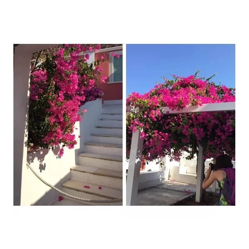 Liven Home & Decor Bugambilia Artificial Flor Rama Decoración Vara