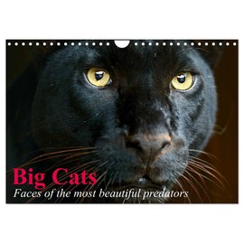 Big Cats • Faces of the most beautiful predators (Wall Calendar 2026 DIN A4 Landscape), CALVENDO 12 Month Wall Calendar