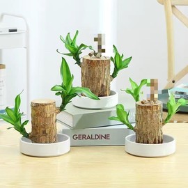 Brazilian Lucky Wood with Doll, Easy to Grow Indoor Decor, Purifies Air & Increases Wealth, Good Luck & Wealth - Ornaments - Quantity: 3 set