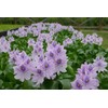 Water Hyancinth - Easy Floating Live Pond Plant