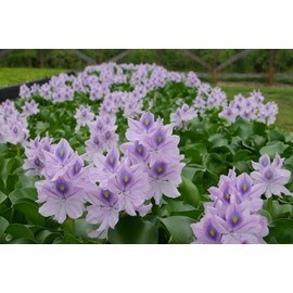 Water Hyancinth - Easy Floating Live Pond Plant