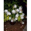 2 pcs 8" - 10" Cuttings Queen of The Night