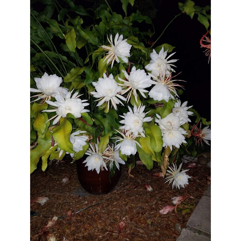 2 pcs 8" - 10" Cuttings Queen of The Night