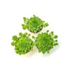 Sempervivum Succulents Plants Live Indoor Plants (3PK), Sempervivum Plants Live