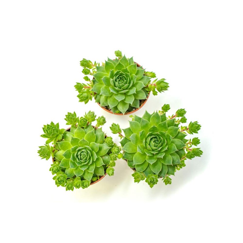 Sempervivum Succulents Plants Live Indoor Plants (3PK), Sempervivum Plants Live