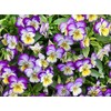 100+ Viola Johnny Jump-Up Flower Seeds, Heartsease, Purple-Yellow, Blooms Heavily,