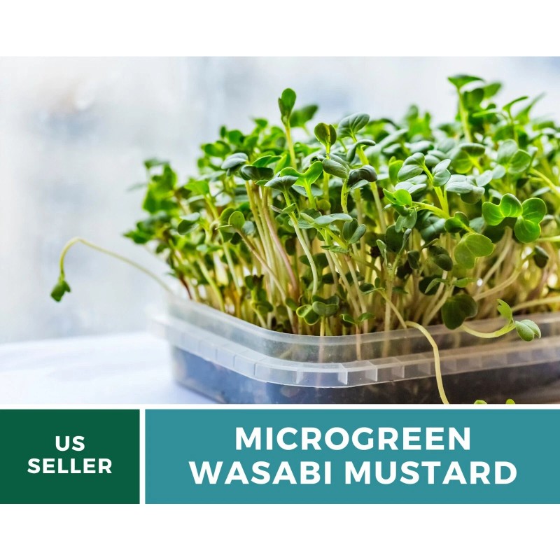 Southern Seeds Microgreen, Wasabi Spicy Mustard seeds - Intense and