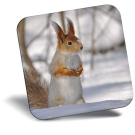 Destination Vinyl ltd Fridge Magnet - Winter Forest Squirrel Nature Wildlife for Office, Cabinet and Whiteboard, Magnetic Stickers, 46451