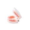SNAWOP Dental Standard Teeth Model Denture Tooth Model Typodont Demonstration