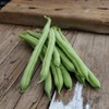 Provider Bush Snap/Green Bean - 50 Seeds - Heirloom &