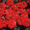 Outsidepride Verbena Scarlet - 1000 Seeds