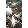 Monotropa Uniflora Indian Pipe Ghost Tincture Gluten Free Flower In