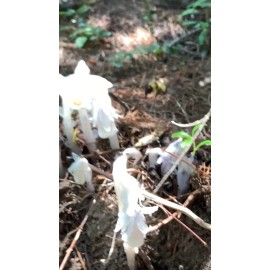 Monotropa  Uniflora Indian Pipe Ghost Tincture Gluten Free Flower In Bottle Drops monotropa