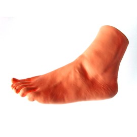 Foot Model Female Left Foot 8.3 inches (21 cm) Life Size