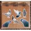 6 x 10cm Pigeon Vinyl Stickers - Birds Animal Funny