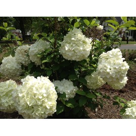 Chinese Snowball Bush - White Flowering Shrub - Live Plant Shipped 1 to 2 Feet Tall (No California)