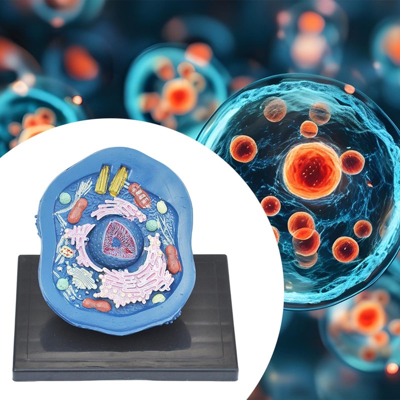 Dickly Anatomical Model Biology Projects for The Exhibition Delivers Cellular