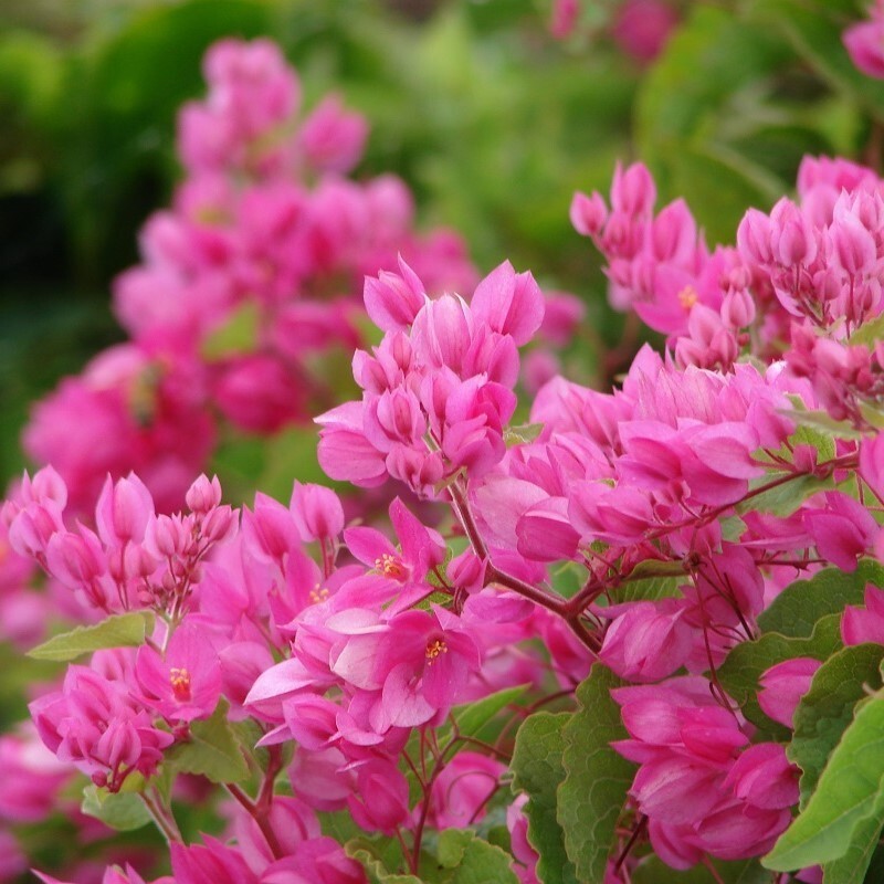 HOPE'S GARDEN Coral Vine Antigonon leptopus~~SMAL