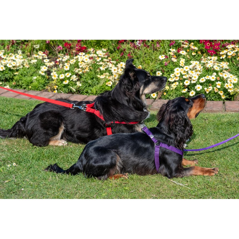 Gencon Walk-through Harness Large Red